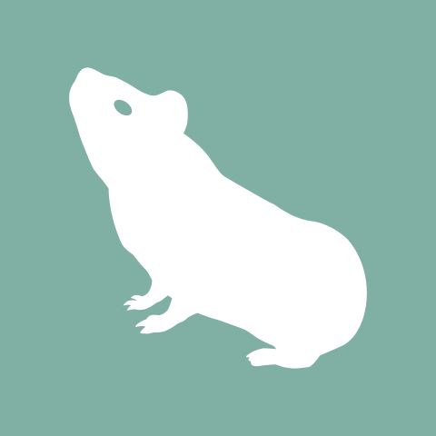 Guinea Pig